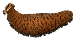 Seacucumber