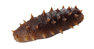 Seacucumber