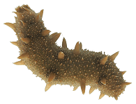Seacucumber